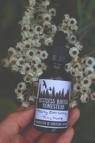 Pearly Everlasting Tincture - Seasonal Allergies, Asthma & Diarrhea | Restless Ravens Homestead