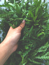 Load image into Gallery viewer, Sweet Fern Tincture - Digestive &amp; Lymphatic Tonic | Restless Ravens Homestead