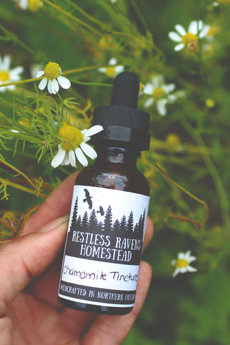 Chamomile Tincture - Calming, Digestive Issues, IBS, Insomnia | Restless Ravens Homestead