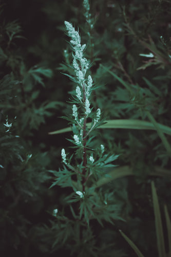 Mugwort Seeds | Restless Ravens Homestead