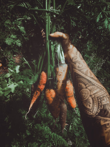 Rainbow of Carrots Seeds | Restless Ravens Homestead