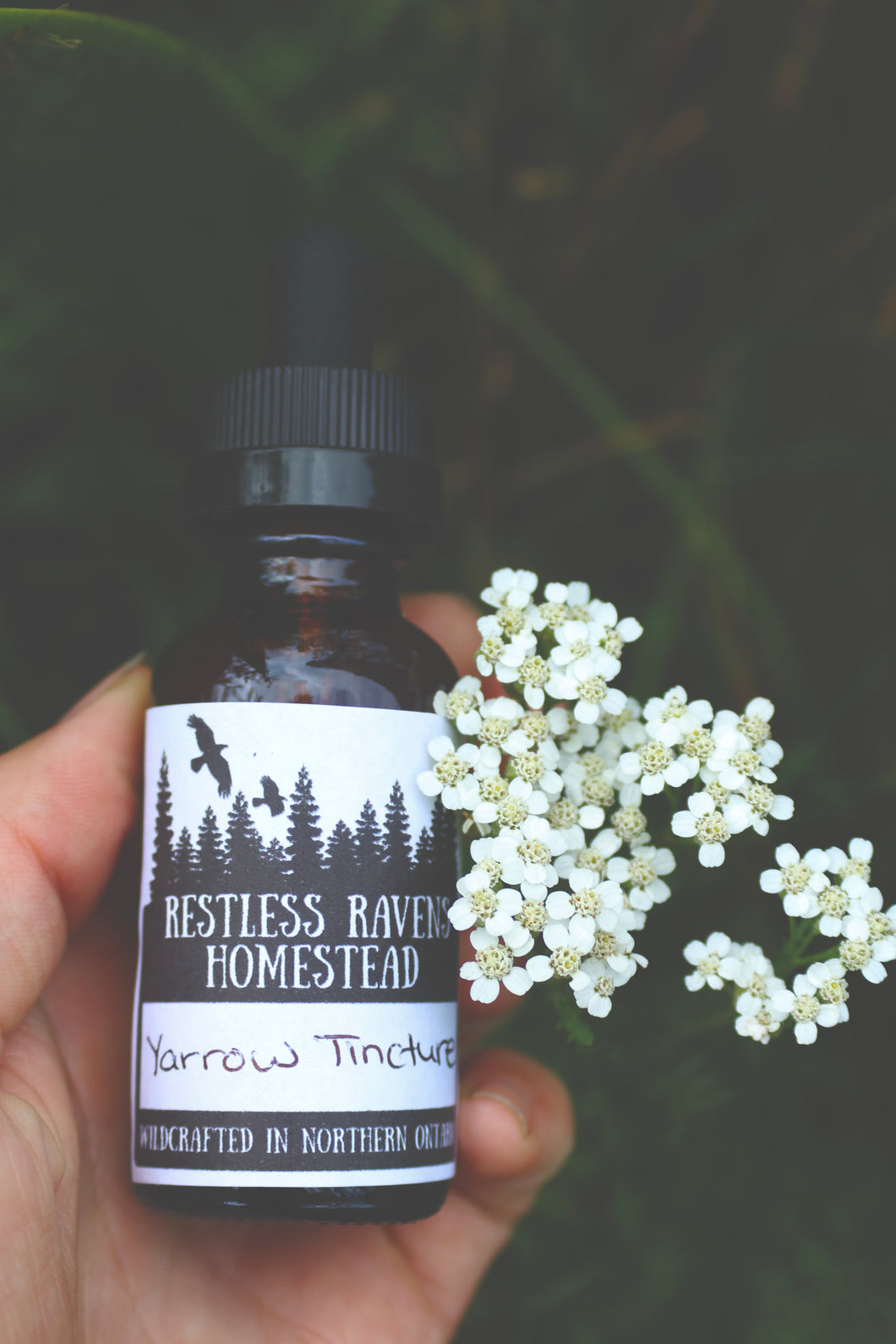 Yarrow Tincture - Master Healer, Gynecological, Cardiovascular, Gastrointestinal & Respiratory Conditons  | Restless Ravens Homestead