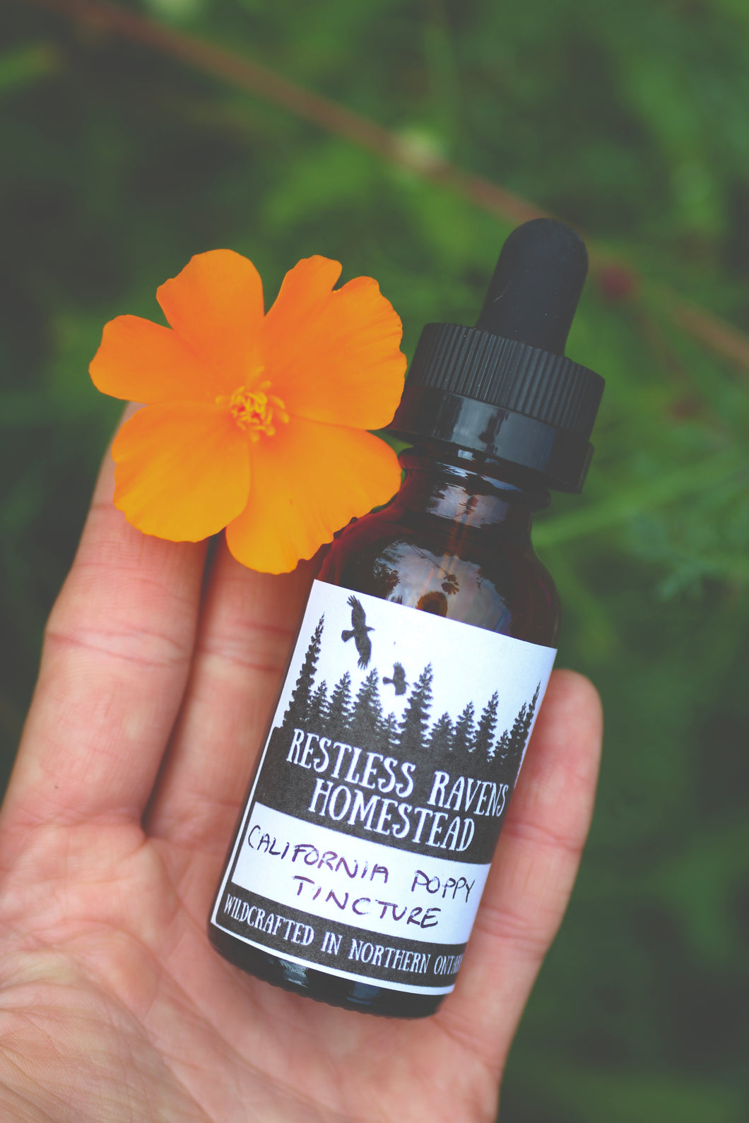 California Poppy Tincture - Sleep Support, Calms Nervous System, Mild Pain Relief | Restless Ravens Homestead