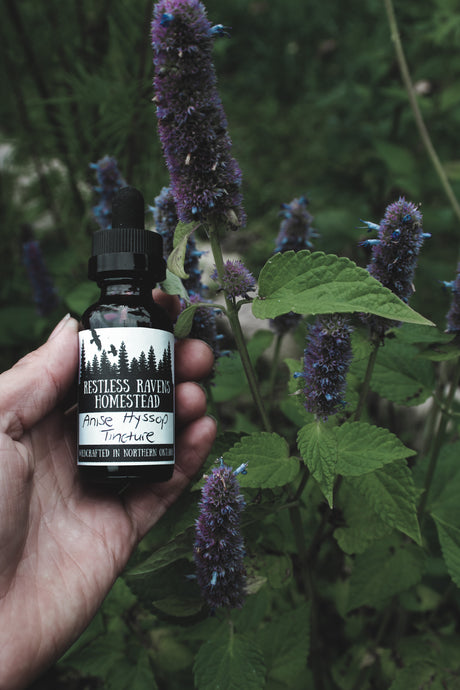 Anise Hyssop - Cough, Cold, Fever Digestion Aid Tincture